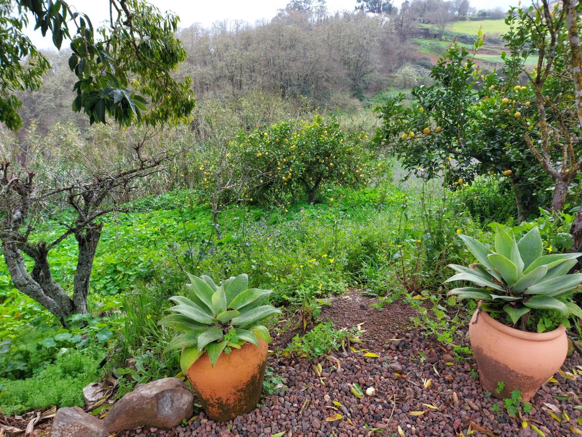 Finca Naturacanaria Moya  Esterno foto